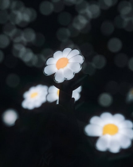 Chrysanthemum GD
